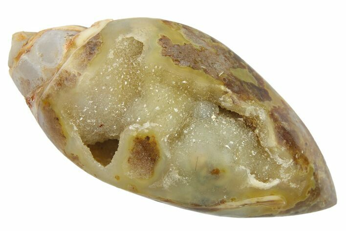 Chalcedony Replaced Gastropod With Sparkly Quartz - India #269815